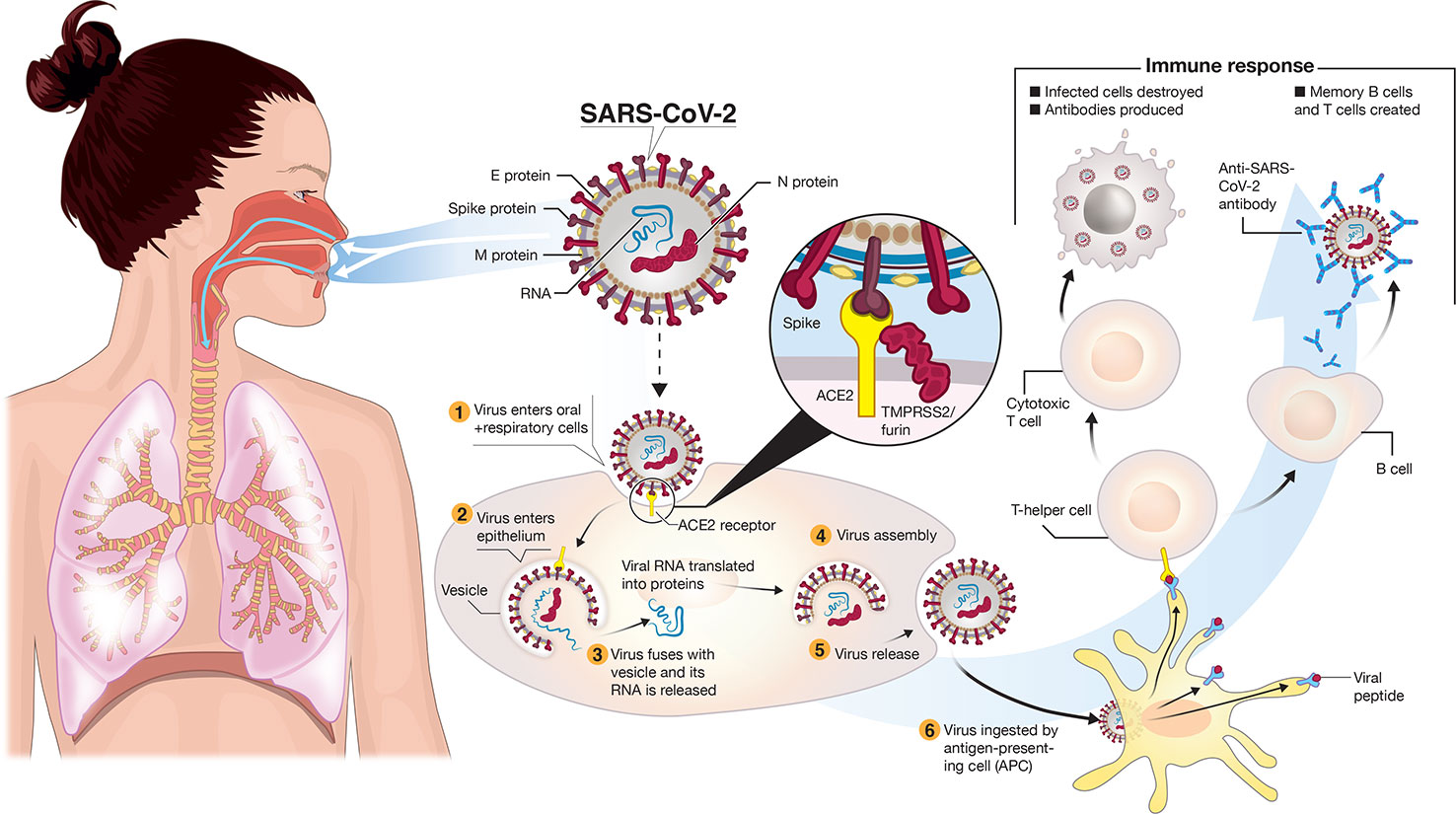 How COVID-19 is Affecting Healthcare: What You Should Know